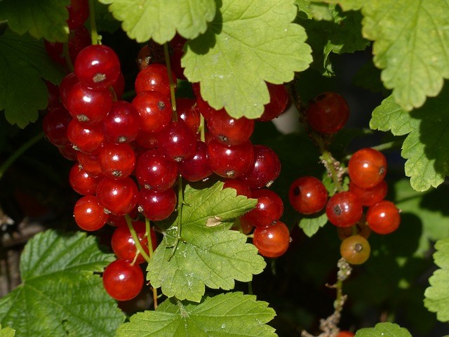 Trồng[-]Ribes[-]rubrum[-](nho[-]đỏ)[-]trị[-]rối[-]loạn[-]tiền[-]mãn[-]kinh